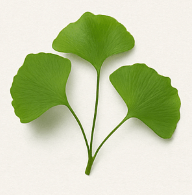 Ginkgo Biloba